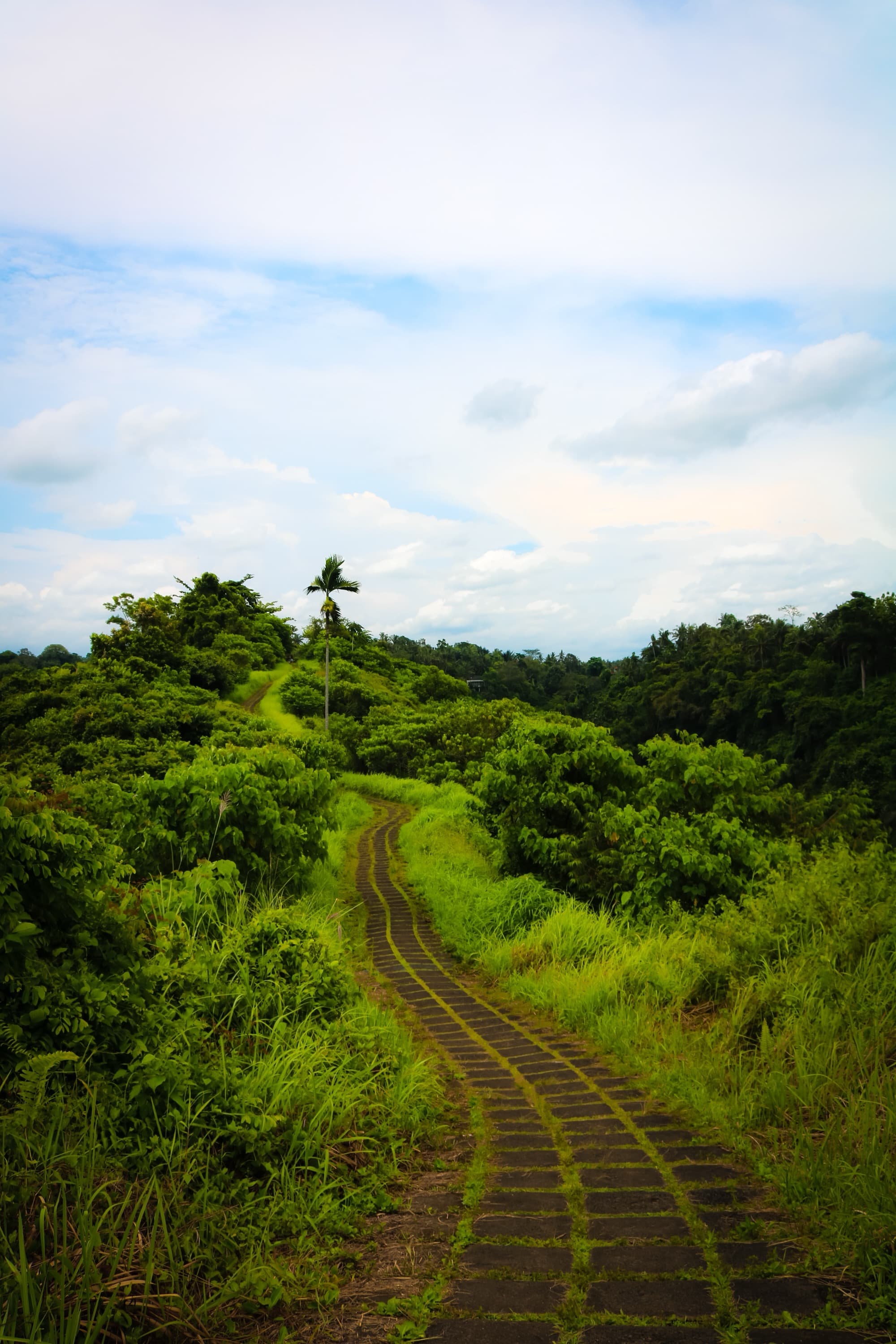 A green ridge path through the Bali countryside