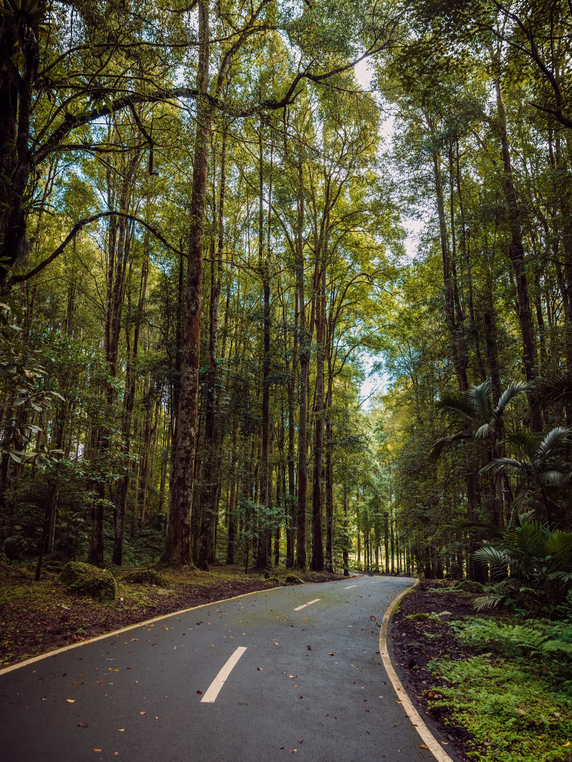 A quiet forest road winding through the Bali highlands