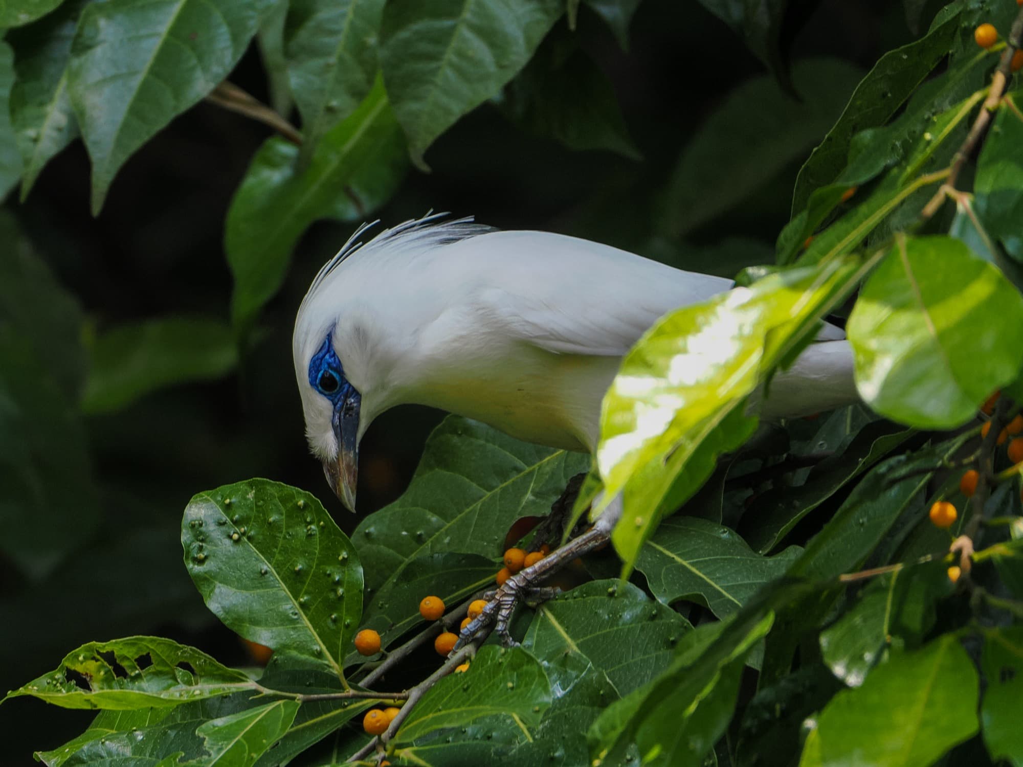 A Bali starling perched among tropical foliage