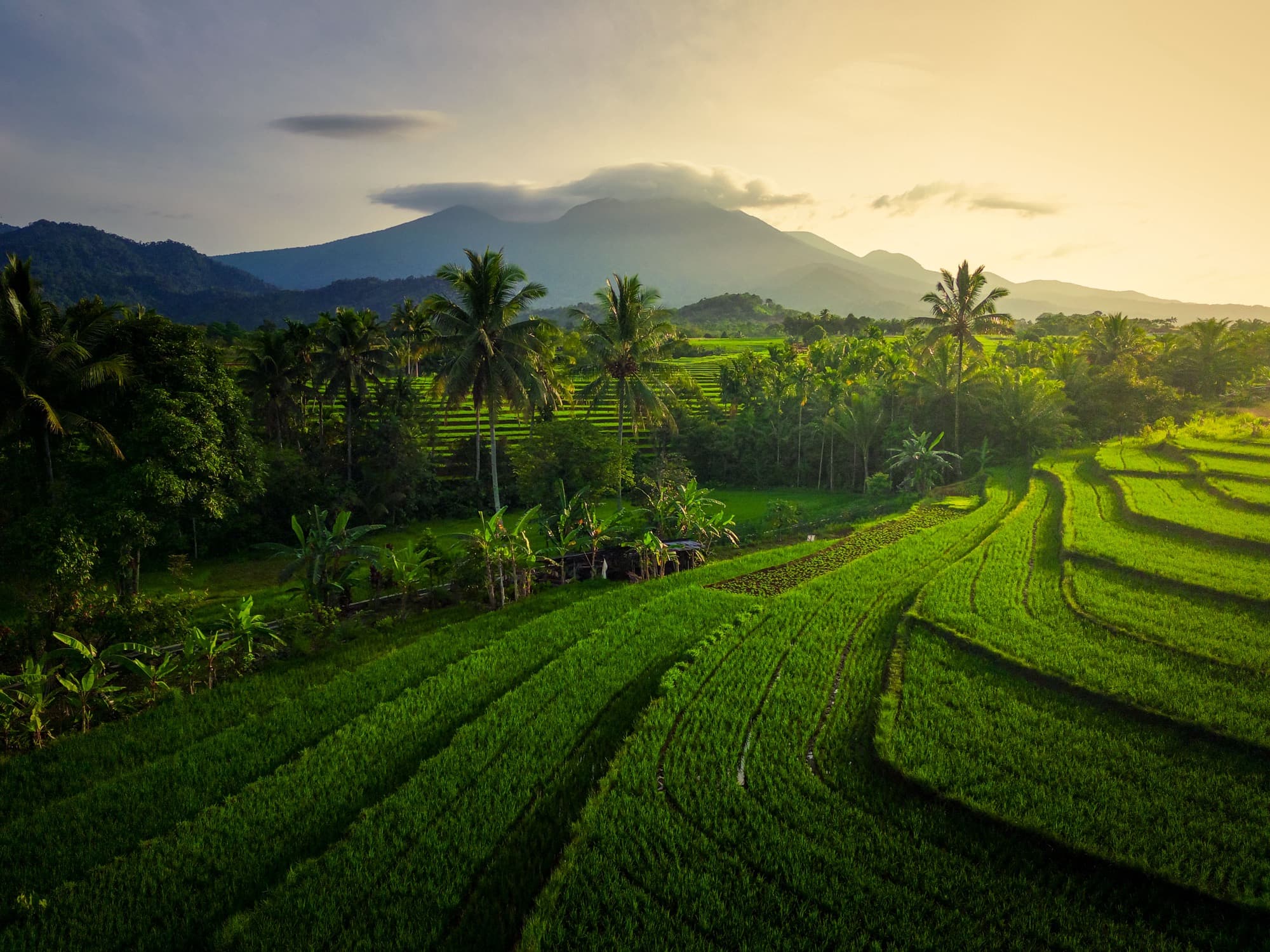 Rice terraces at sunset in Bali