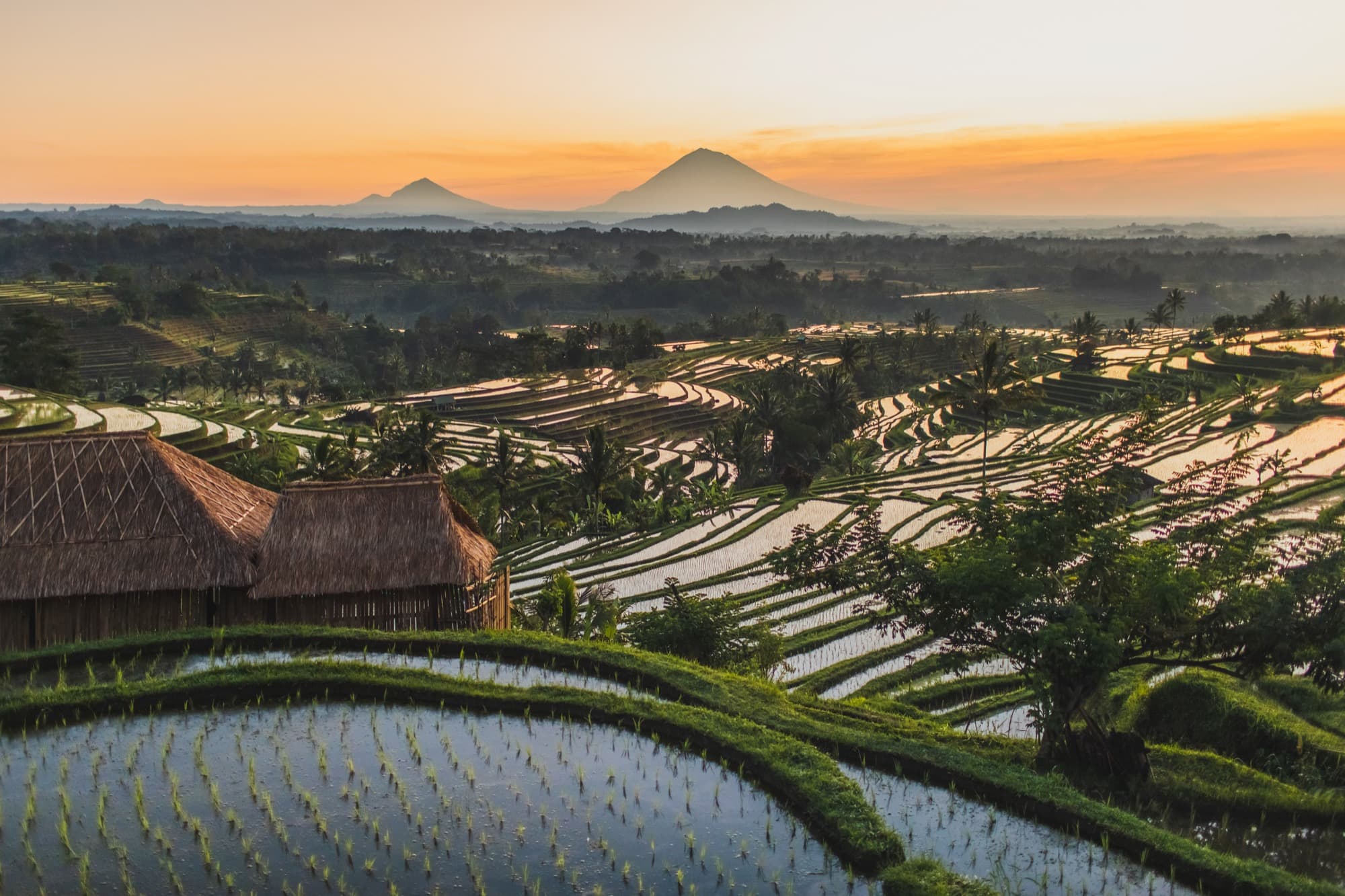 Terraced rice paddies at golden hour in Bali